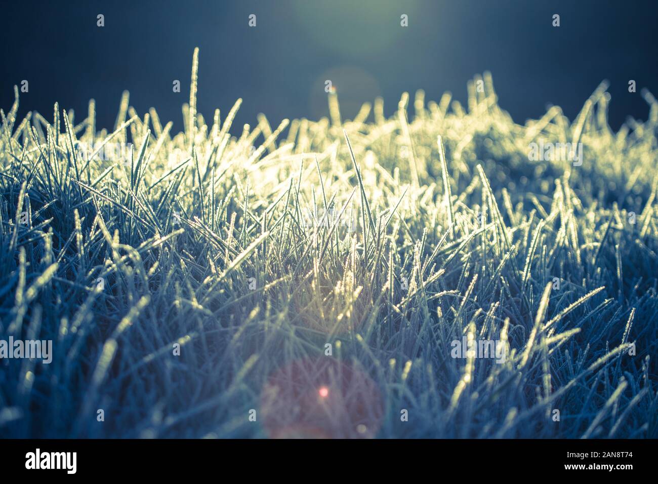 Congelati campo in erba, inverno luce del sole di mattina croce effetto trasformati Foto Stock