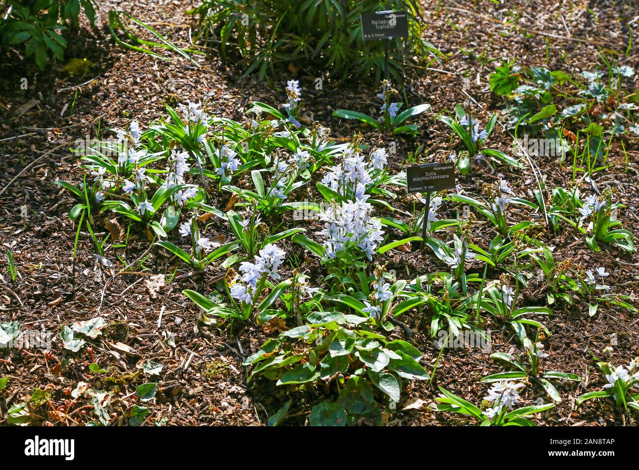 I piccoli fiori blu di Scilla mischtschenkoana, Bodnant Gardens, Tal-y-Cafn, Conwy, Wales, Regno Unito Foto Stock