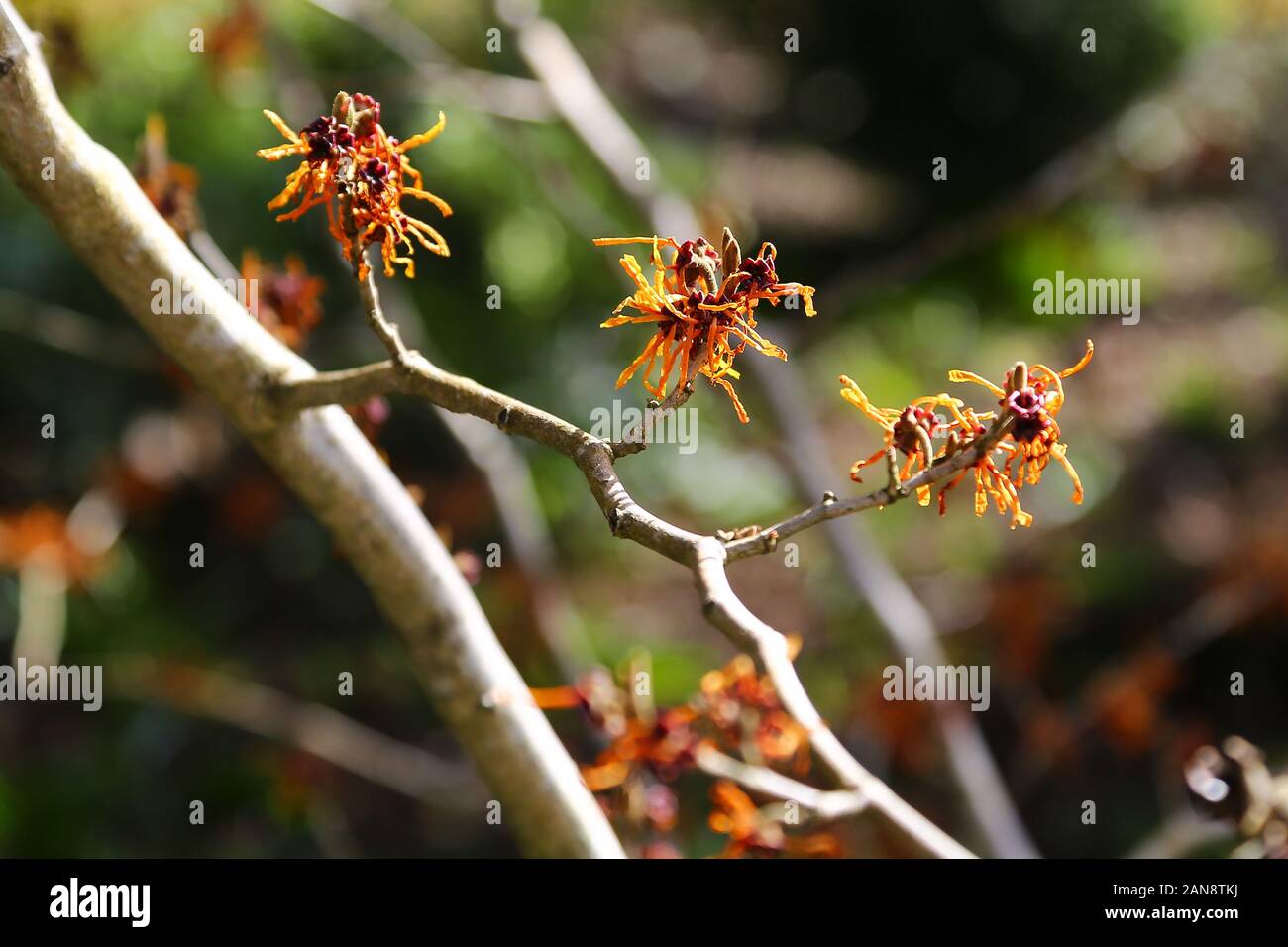 Hamamelis x intermedia "Aphrodite", Bodnant Gardens, Tal-y-Cafn, Conwy, Wales, Regno Unito Foto Stock