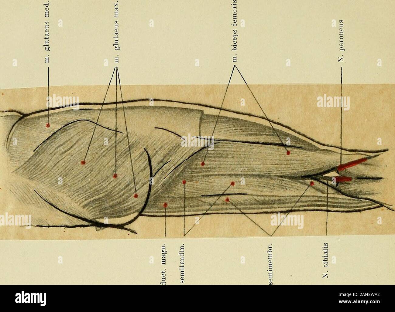 Leitfaden der Elektrodiagnostik und Elektrotherapie für Praktiker und Studierende . ung der Fascie und mitunter schwacheInnenrotation des Beins. M. tibiale anticus, am Unterschenkel, außen dicht neben derTibia-Kante, gewöhnlich etwa zwei bis drei Einger breit unterhalb derKniescheibe. Wirkung: Hebung des Inneren Fußrandes. L'uomo siehtbei nicht zu starkem Fettpolster den Muskelbauch und die Ansatz-sehne am äußeren Tibia-Rande vorspringen. Fast regelmäßig und ONU-schwer erregbar. M. peroneus longus, etwa in demselben Höhenniveau, aberganz außen unter dem Capitulum fibule. Ebenfalls regelmäßi veloce Foto Stock