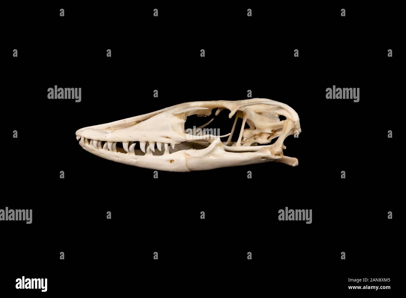 cranio di una lucertola asiatica del monitor dell'acqua - varanus salvator mostrato dal lato sinistro su uno sfondo nero Foto Stock