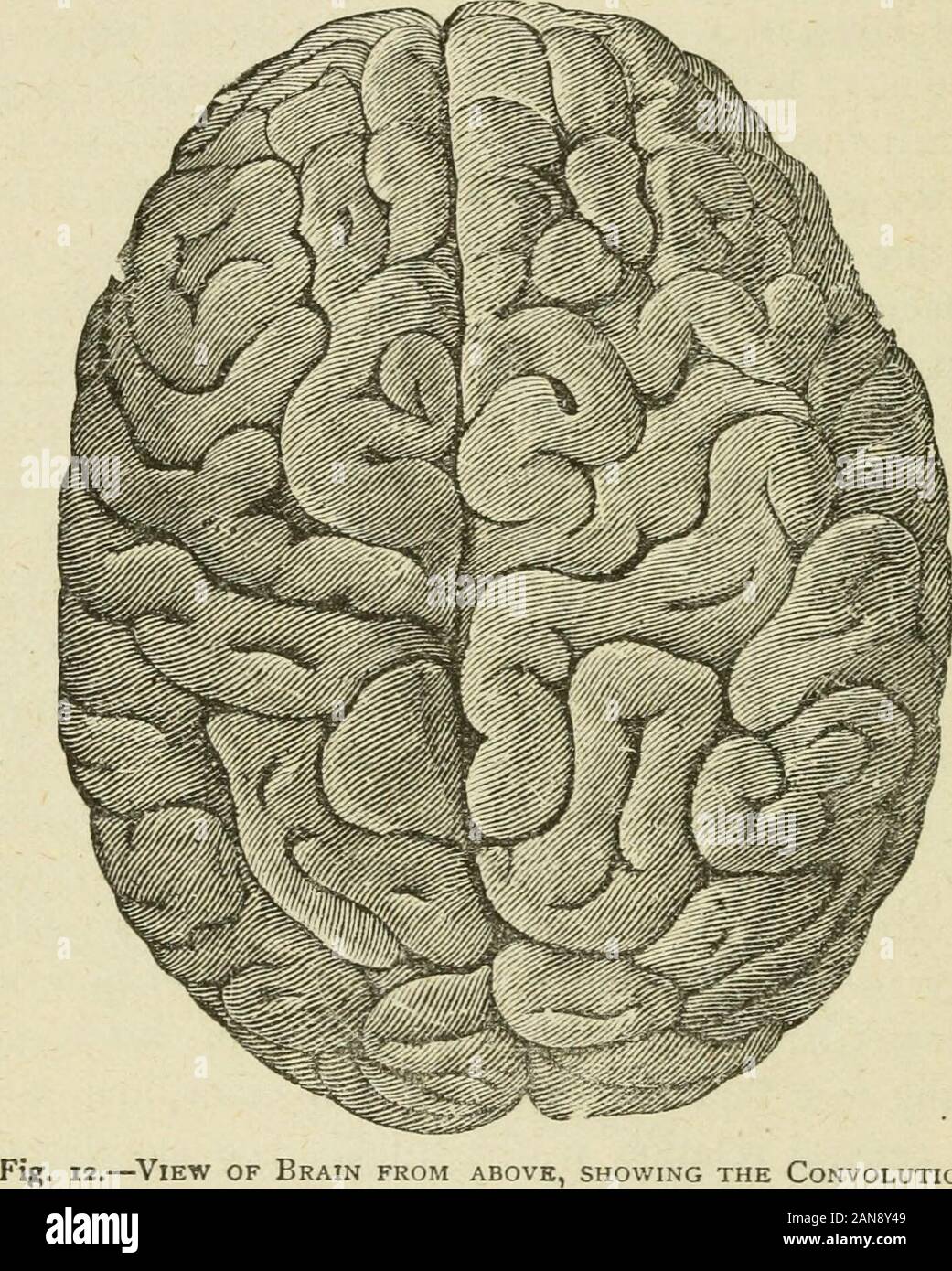 Cervello e mente; o, scienza mentale considerato in baseall principi di phrenology ed in relazione alla fisiologia moderna . piano, vi si trova una grande differenza nel numero e la profondità di queste convoluzioni e thequantity della sostanza grigia, e questa differenza si trova a corrispondere con il grado di intelligenza.dal fatto che la portata di questo cineritious matterbears una relazione generale per l'intelligenza si manifesta, itis deduce che questa porzione del cervello è appositamente con-sato nell'esercizio di pensiero, mentre il medullarymatter serve principalmente come un mezzo di co Foto Stock