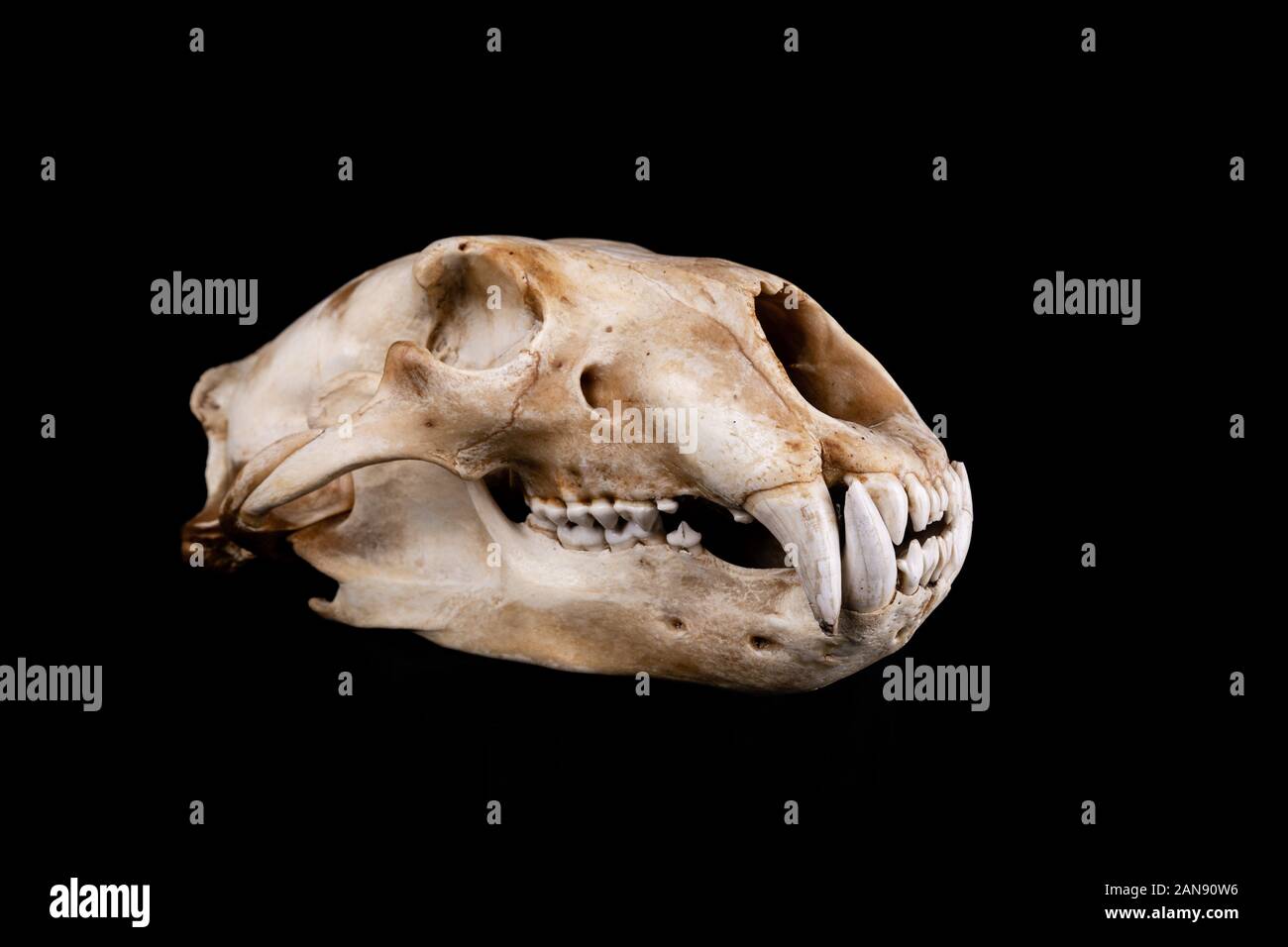 cranio di un orso polare - ursus maritimus visto dal lato destro su sfondo nero Foto Stock