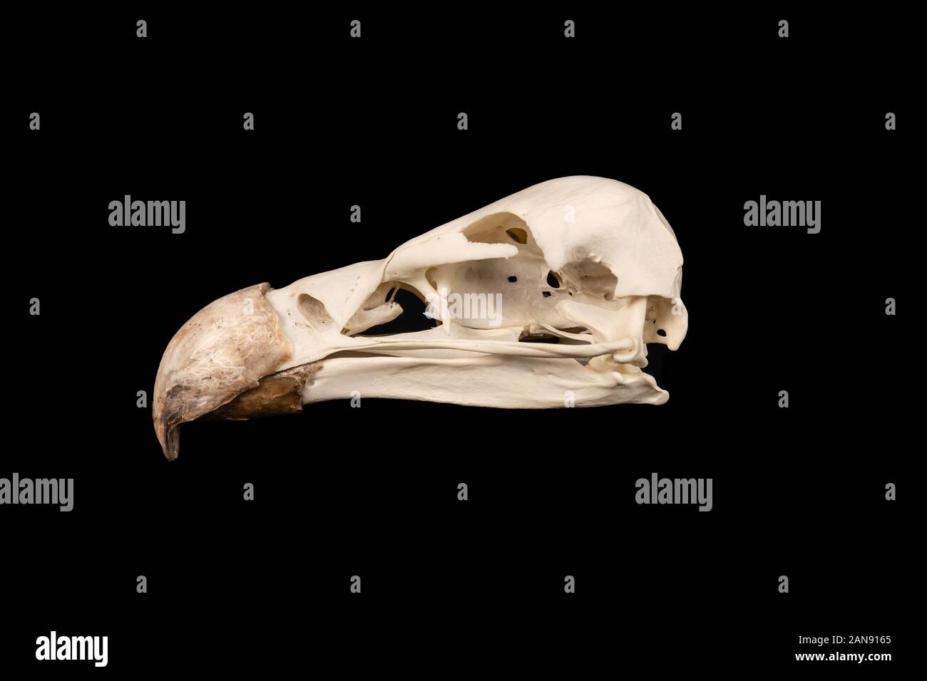 cranio di un avvoltoio di ruppers - ghips rueppellii mostrato sul lato sinistro su uno sfondo nero Foto Stock