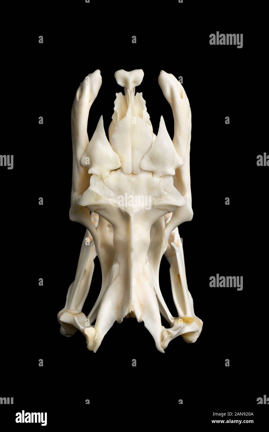 cranio di un grande serpente reticolare di pitone - malayopython reticulatus visto dall'alto su uno sfondo nero Foto Stock
