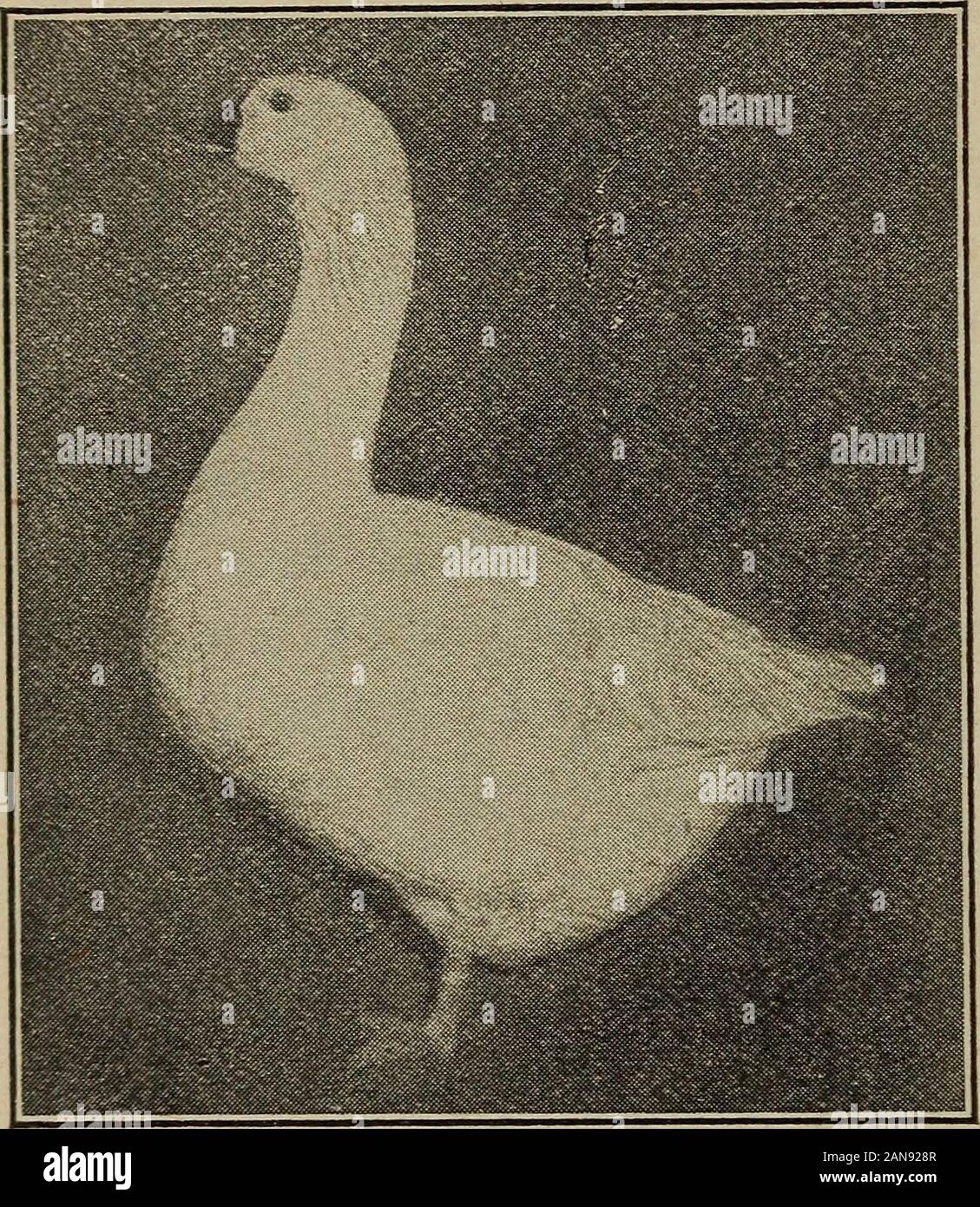 I tacchini, anatre e oche . , Di Warren, R. I., importati atrio da Bremen, e gli altri sono stati importati circa lo stesso tempo da John Giles, della Provvidenza, R. I. Nel 1852 una coppia importati da Brema da Burnham pesato sulla nave- n6 tacchini, anatre e oche bordo, viva, 55% di sterline, ed è stato venduto con altri quattro toa gentleman di New Orleans, in Louisiana, per $50 per ogni coppia. Questoviene interessante come mostra l'età alla quale tante oche a-tain e continuare produttiva e alla nota alta figuresobtained per la Embdens nei loro giorni precedenti in questo coun-provare. Alcune oche invecchiato in Inghilterra sono accreditati con havingbeen in f Foto Stock