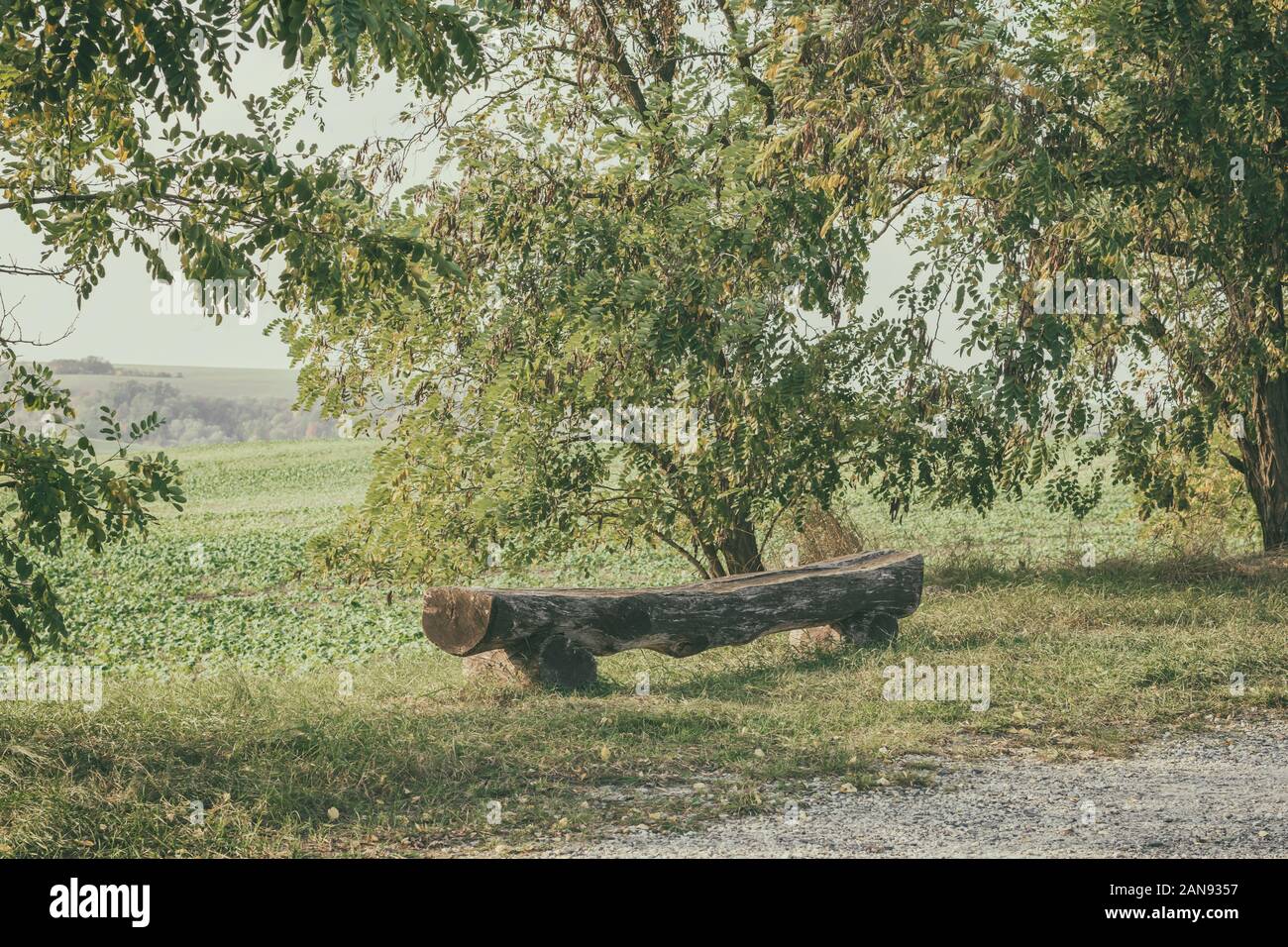 Vecchia panca di legno stagionato tra gli alberi in una regione rurale naturale Foto Stock
