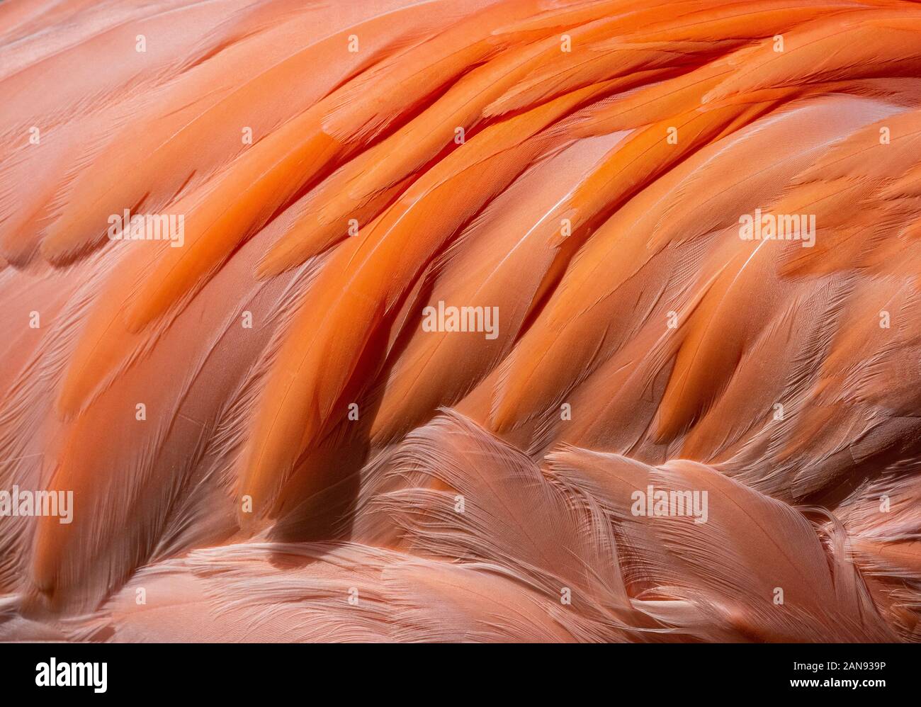 Primo piano delle piume arancione di un tropicale fenicottero rosa uccello Foto Stock