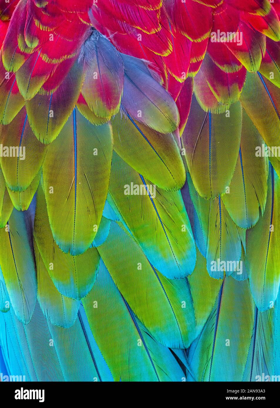 Primo piano di blu e giallo e rosso di piume di tropicale Macaw parrot Foto Stock