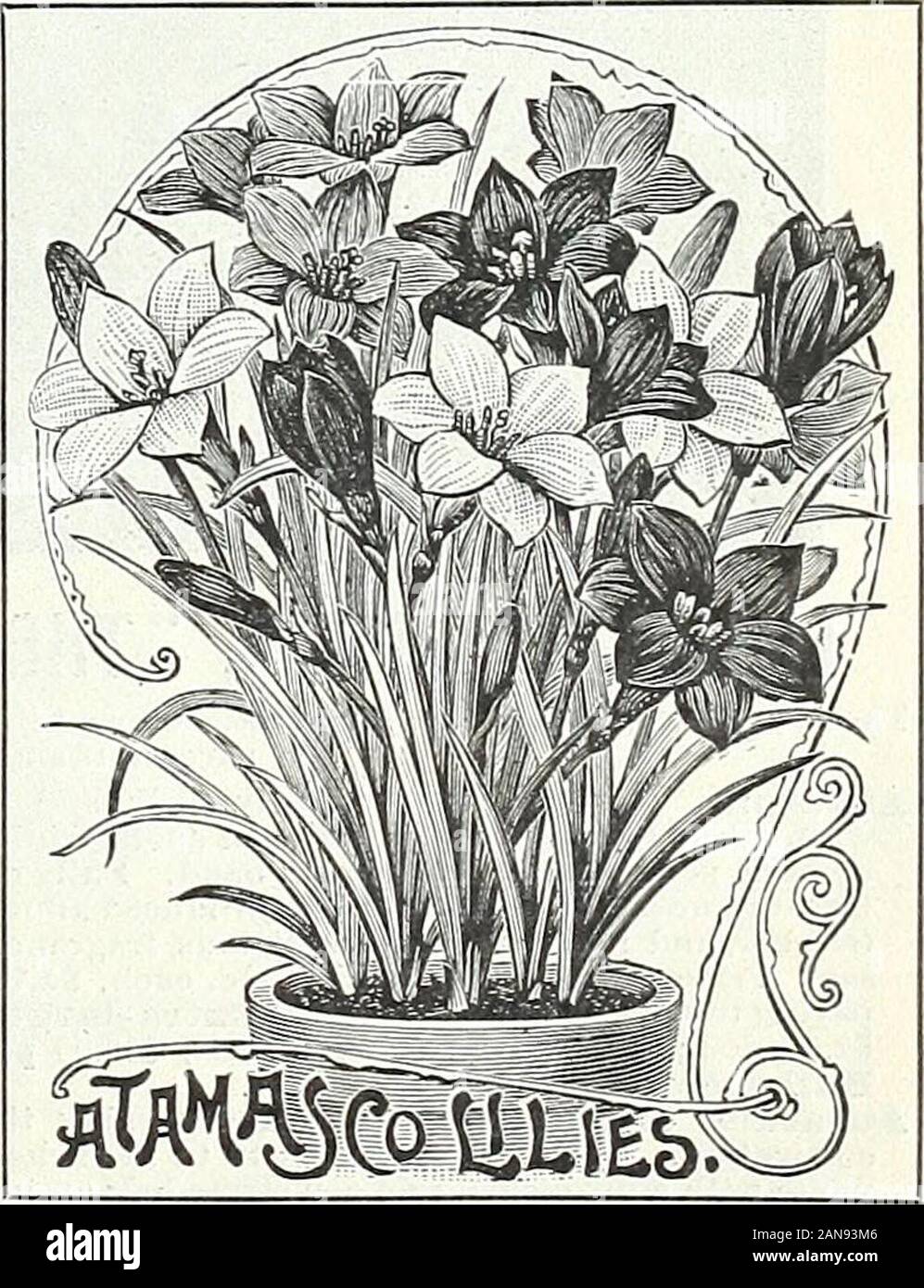 Lampadine, piante e sementi per la semina autunnale : 1897 . erale inverni, 5c. Ciascuna, 50c. per doz., $2,50 al 100.Candida, di grande fioritura, bianco puro. 3 PER 10c., 30c. per doz,, $2.00 per 100.Osea. Fiori grandi da 3 a 4 pollici attraverso la più squisita rosa. 5c. Ciascuna, oOc, per doz., $3,00 al 100.sulfurea. Luce di grandi fiori gialli, scuro fogliame. 5c. Ciascuna, 50c. per doz,, $3.00 per 100, il GOLDEN ACONITUM D'inverno. (Eranlhis Hyemalis.) in primavera il golden blossoms ofWinter aconiti look affascinante, restingon un verde smeraldo di cuscino leavesand formando un contrasto stridente con thepure w Foto Stock