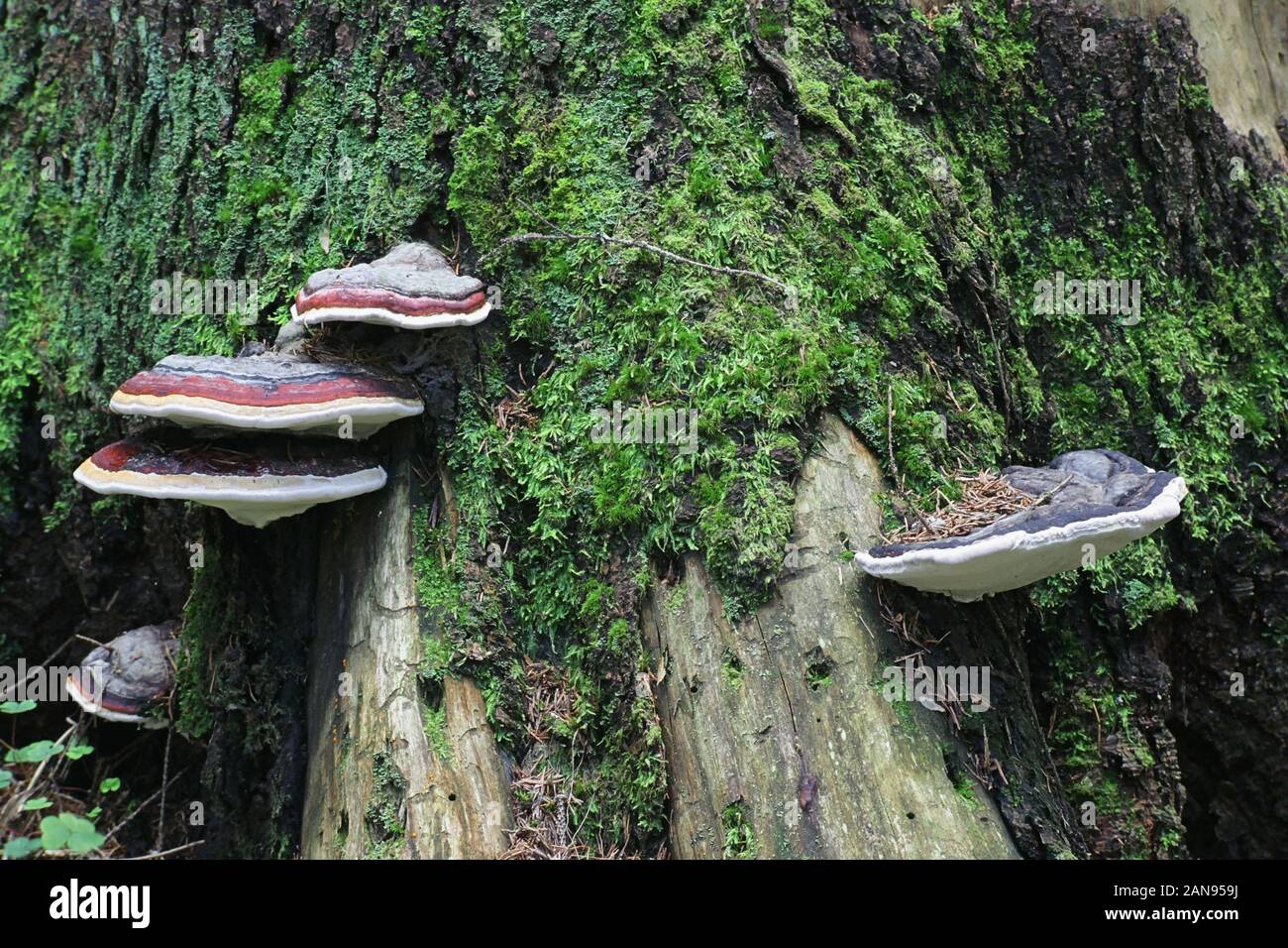 Fomitopsis pinicola, noto come il nastro rosso conk, rosso-belted staffa fungo, funghi selvatici dalla Finlandia Foto Stock