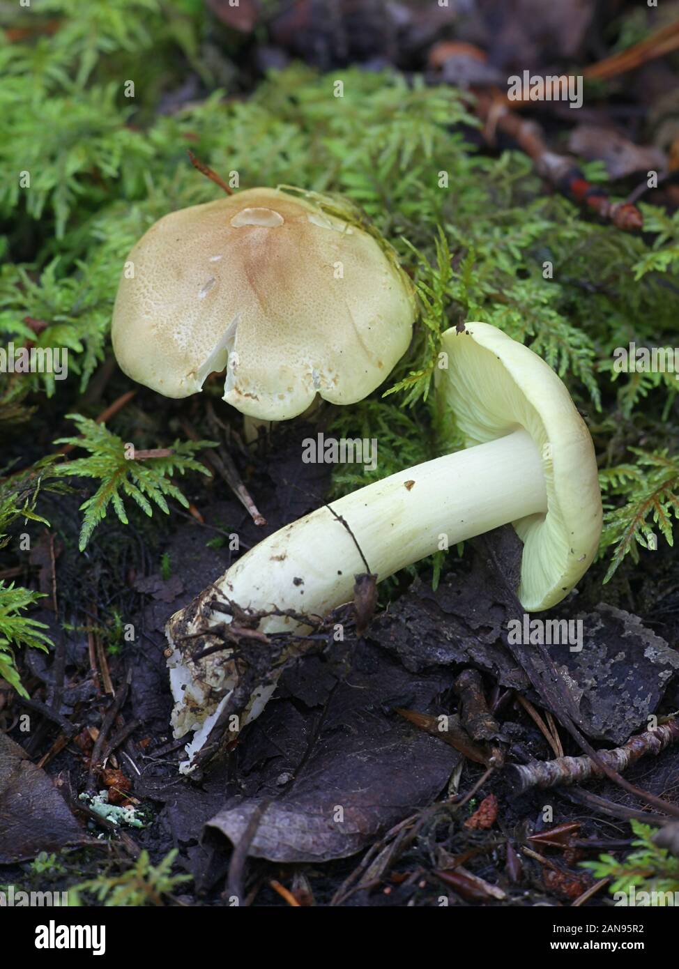 Tricholoma frondosae (Tricholoma equestre var. populinum), noto come uomo a cavallo o cavaliere giallo di funghi selvatici dalla Finlandia Foto Stock