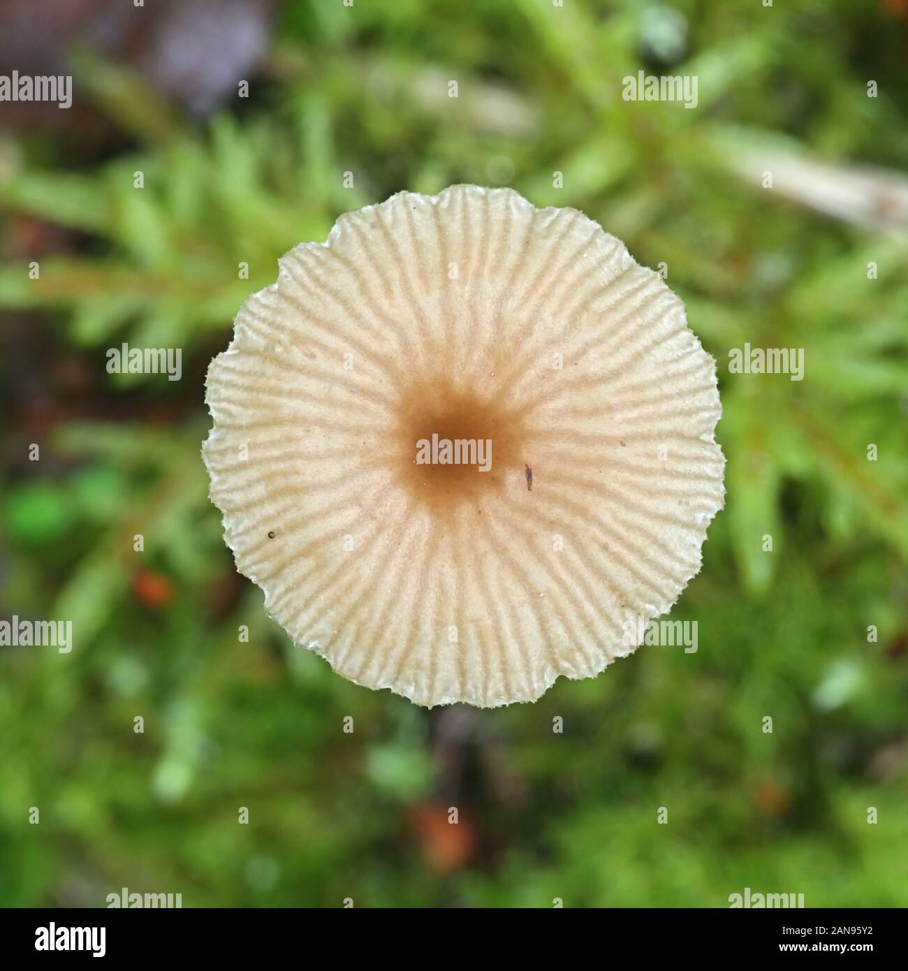 Lichenomphalia umbellifera, un fungo lichenized chiamato Heath ombelico o Lichen Agaric, fungo dalla Finlandia Foto Stock