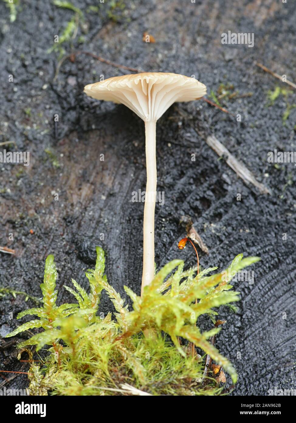 Lichenomphalia umbellifera, un fungo lichenized chiamato Heath ombelico o Lichen Agaric di funghi selvatici dalla Finlandia Foto Stock