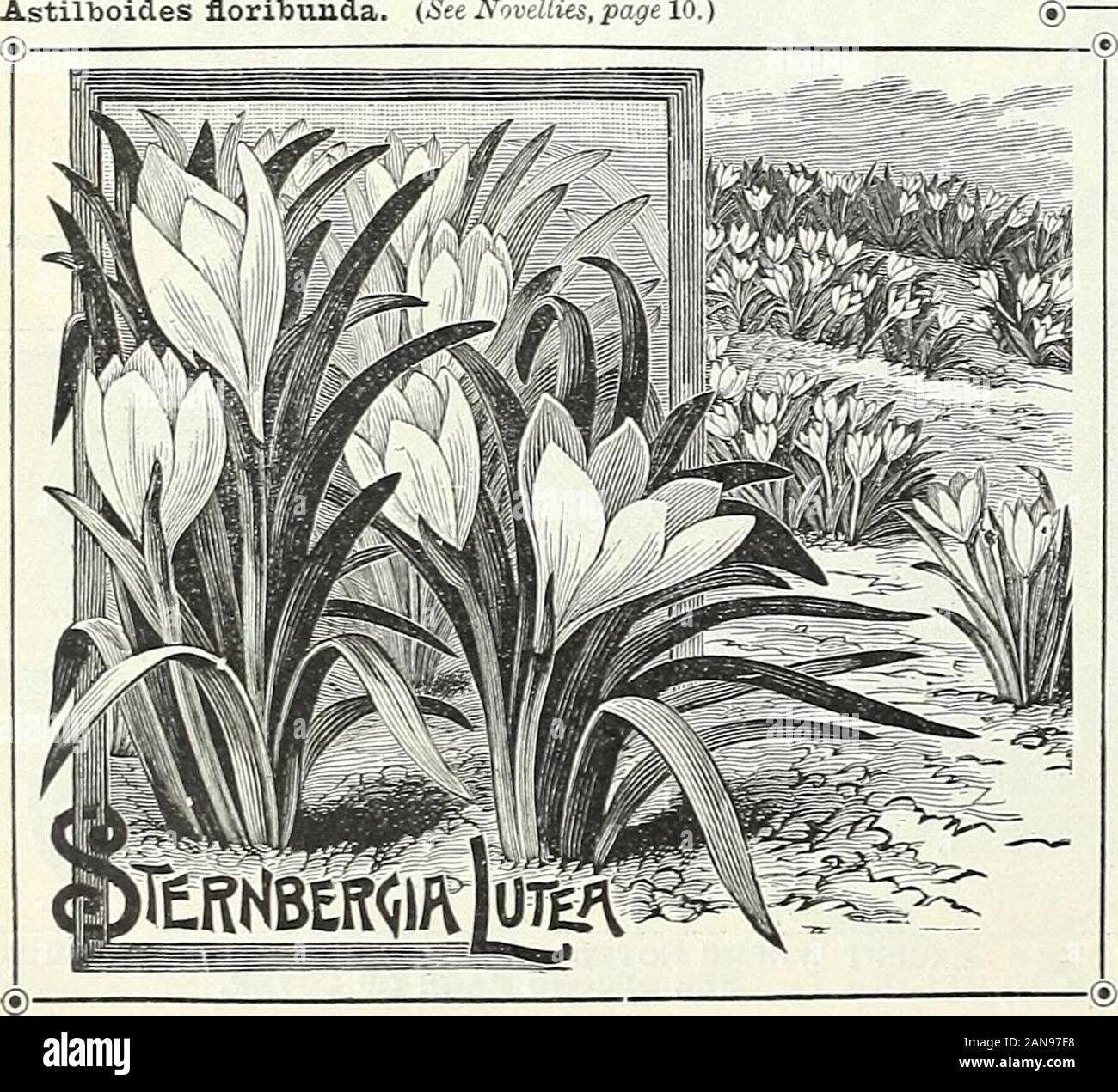 Lampadine, piante e sementi per la semina autunnale : 1897 . TBiLLitTM GBANDiFLOBTTM. (Vedere la descrizione sulla pagina opposta.) ® (LeiicojumVemum.) Primavera Snovvflahes^ questi producono fiori come monster bucaneve, avente il deli-cate il profumo di violetta. È oue dei nostri primi fiori di primavera,con fiori di colore bianco con punta nettamente verde ; bello outlineand pregiati per mazzi. Molto grazioso in crescita, essi dovrebbero begrown in quantità nei confini o in grumi sui bordi ofshrubbery, dove essi sono splendidamente eftective, e quando estab-fissate producono enormi quantità di fiori. Essi possono Foto Stock