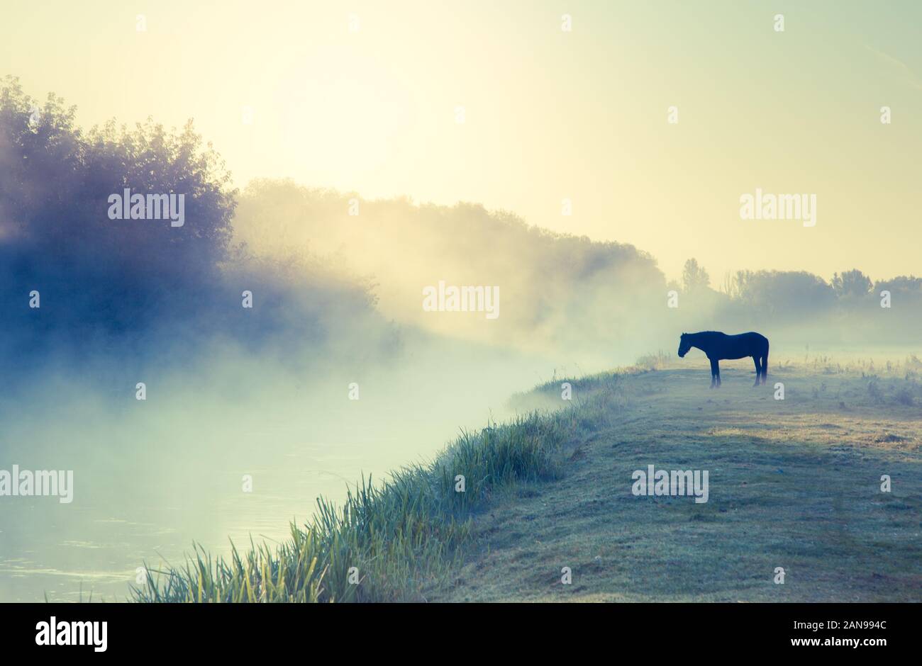 Cavalli arabi il pascolo su terreni adibiti a pascolo al tramonto in arancione raggi di sole. Drammatica scena di nebbia. Carpazi, Ucraina, l'Europa. Bellezza Mondo. Foto Stock