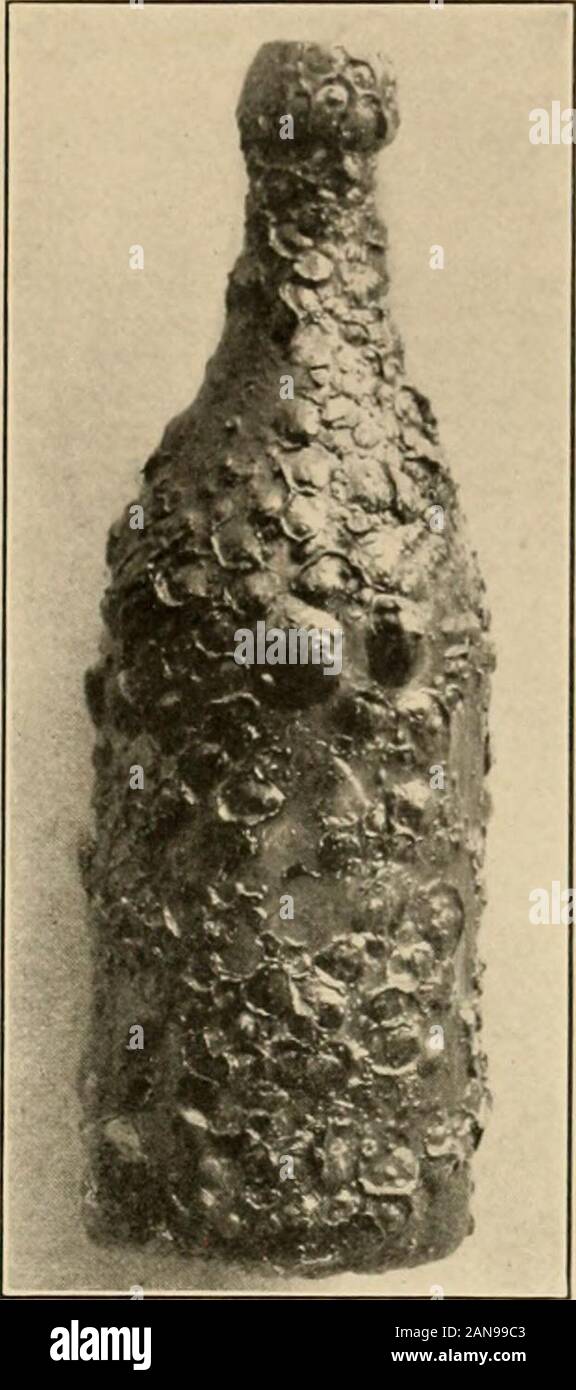 Shell-industrie ittiche . Fig. 25. Fig. 26. Foto Stock