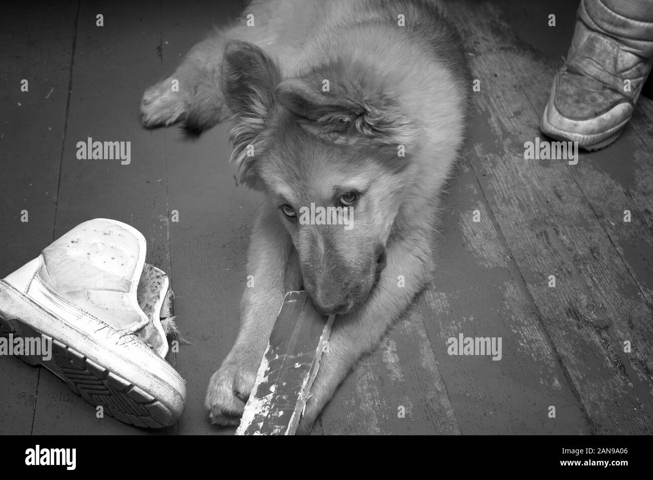 Un naughty puppy rosicchia scarponi e bastone di legno, interni di close-up, in bianco e nero Foto Stock