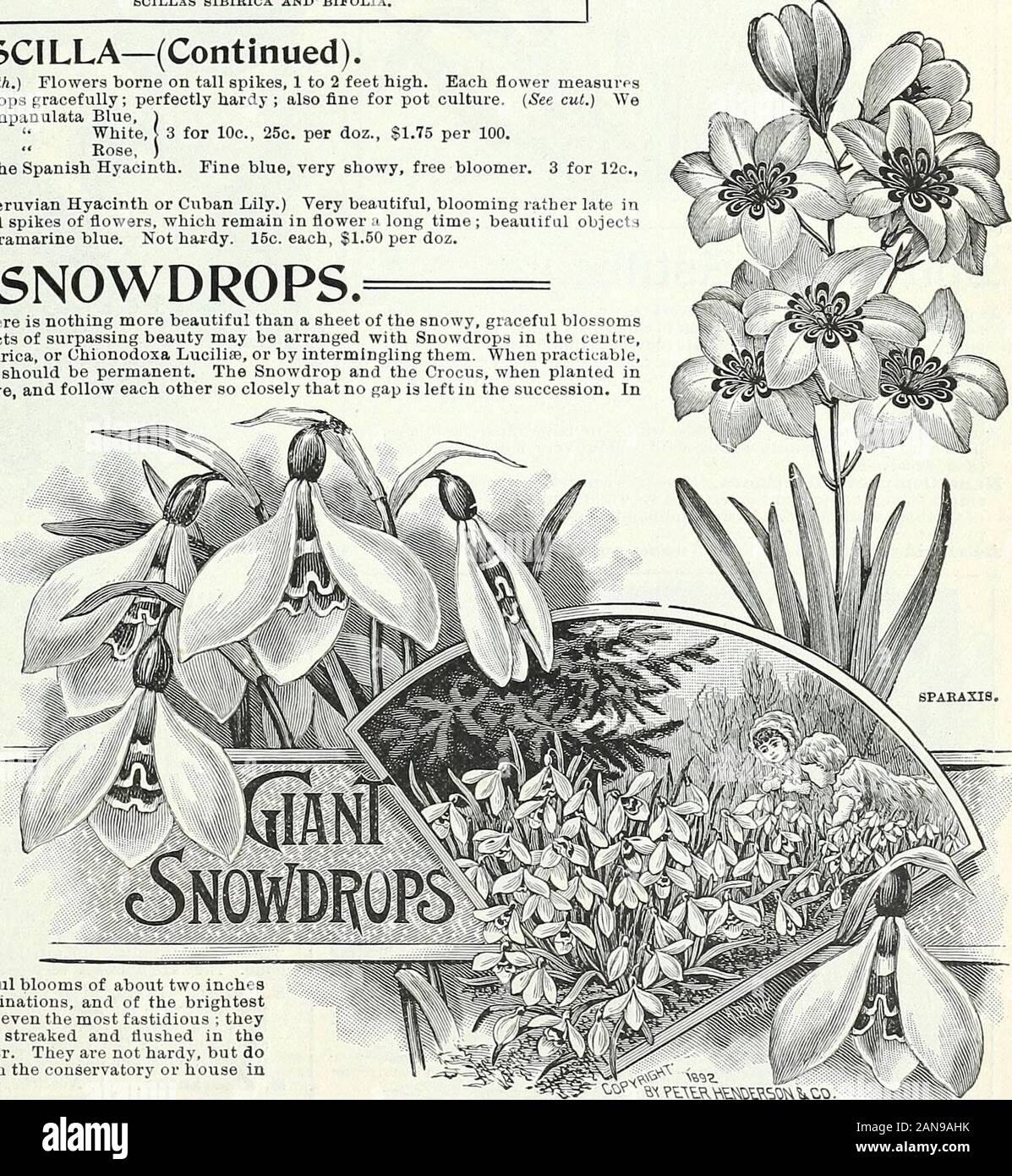 Lampadine, piante e sementi per la semina autunnale : 1897 . mescolandosi a loro. Quando è possibile,Buch plantings dell'Snowdrops dovrebbero essere permanenti. La Snowdrop e crocus, quando piantati inalternate cerchi, sono molto efficaci e seguire ogni loro così strettamente che nessuno spazio è lasciato in successione. Inbeds di tulipani e giacinti,Bucaneve sono molto effectivebetween linee ; essi flowerwhile queste lampadine sono justmoving la superficie e quandoil fiori sono oltre thereremains un elegante terra-lavoro di foglie verdi. Usedas una bordatura permanente e inmasses sui bordi di prati,immerso in erba, th Foto Stock