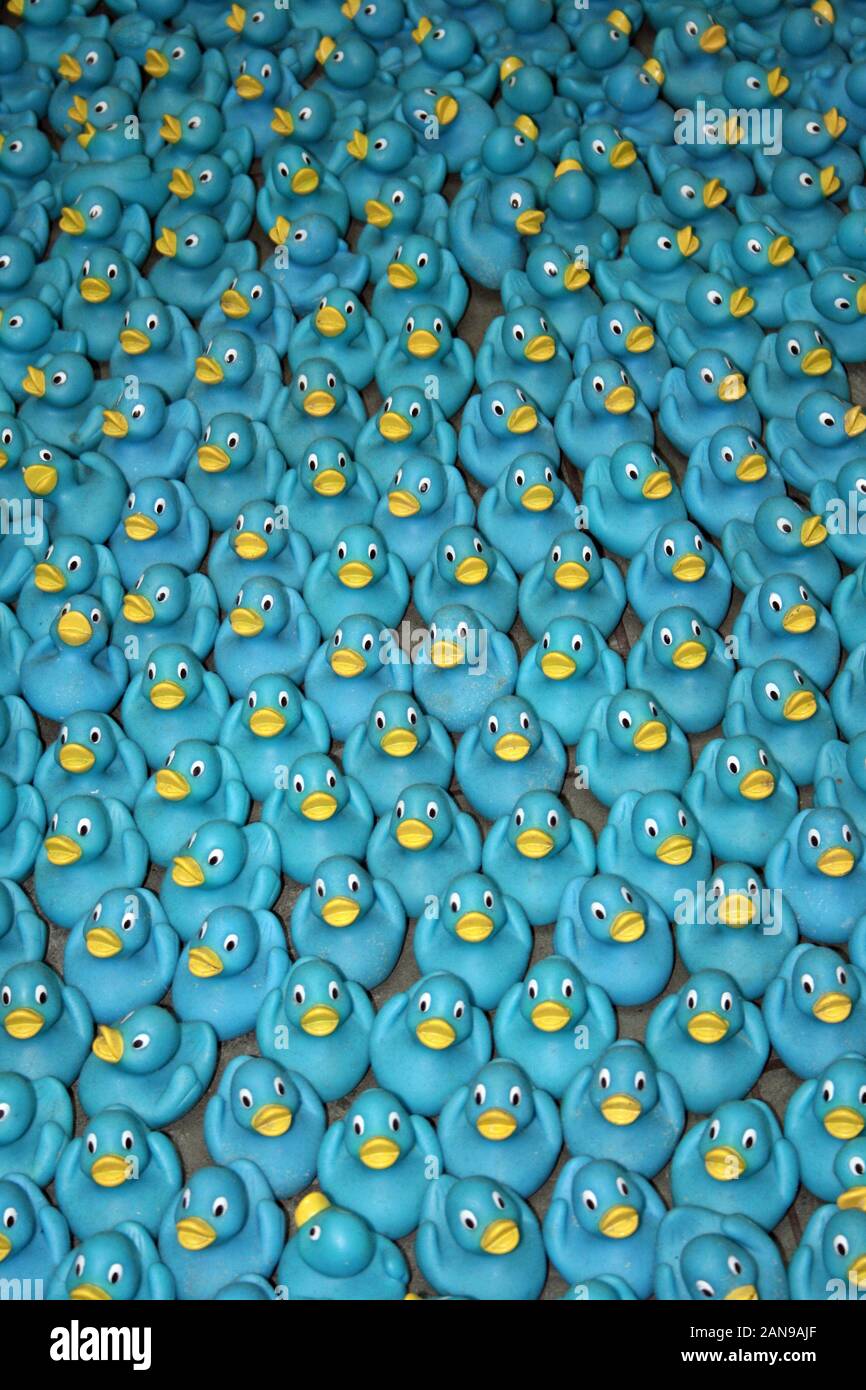 Blue le papere di gomma Foto Stock
