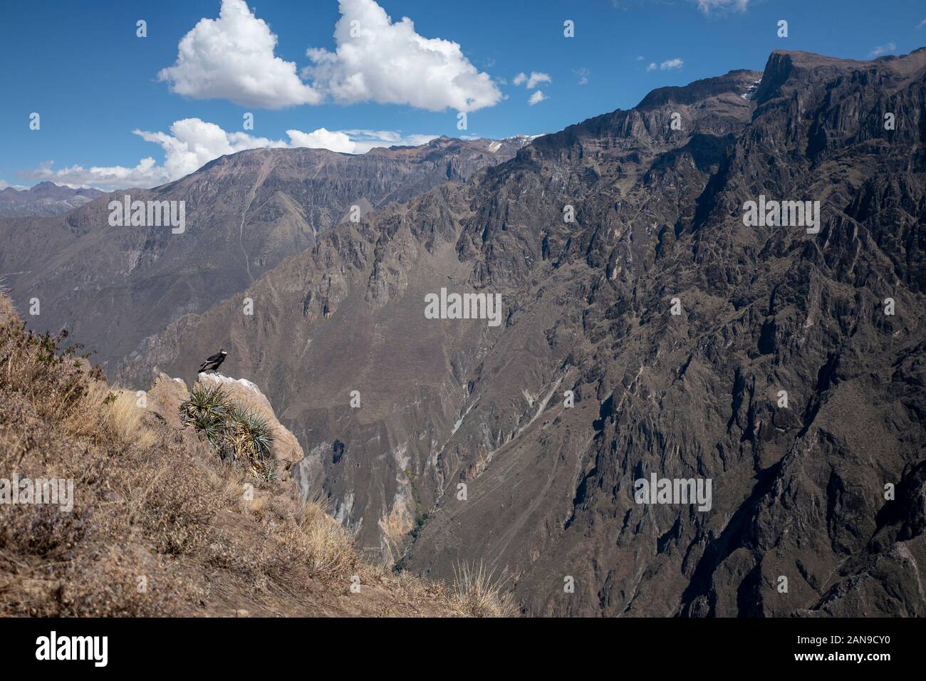 Canyon del Colca vicino a Chivay, Perù Foto Stock