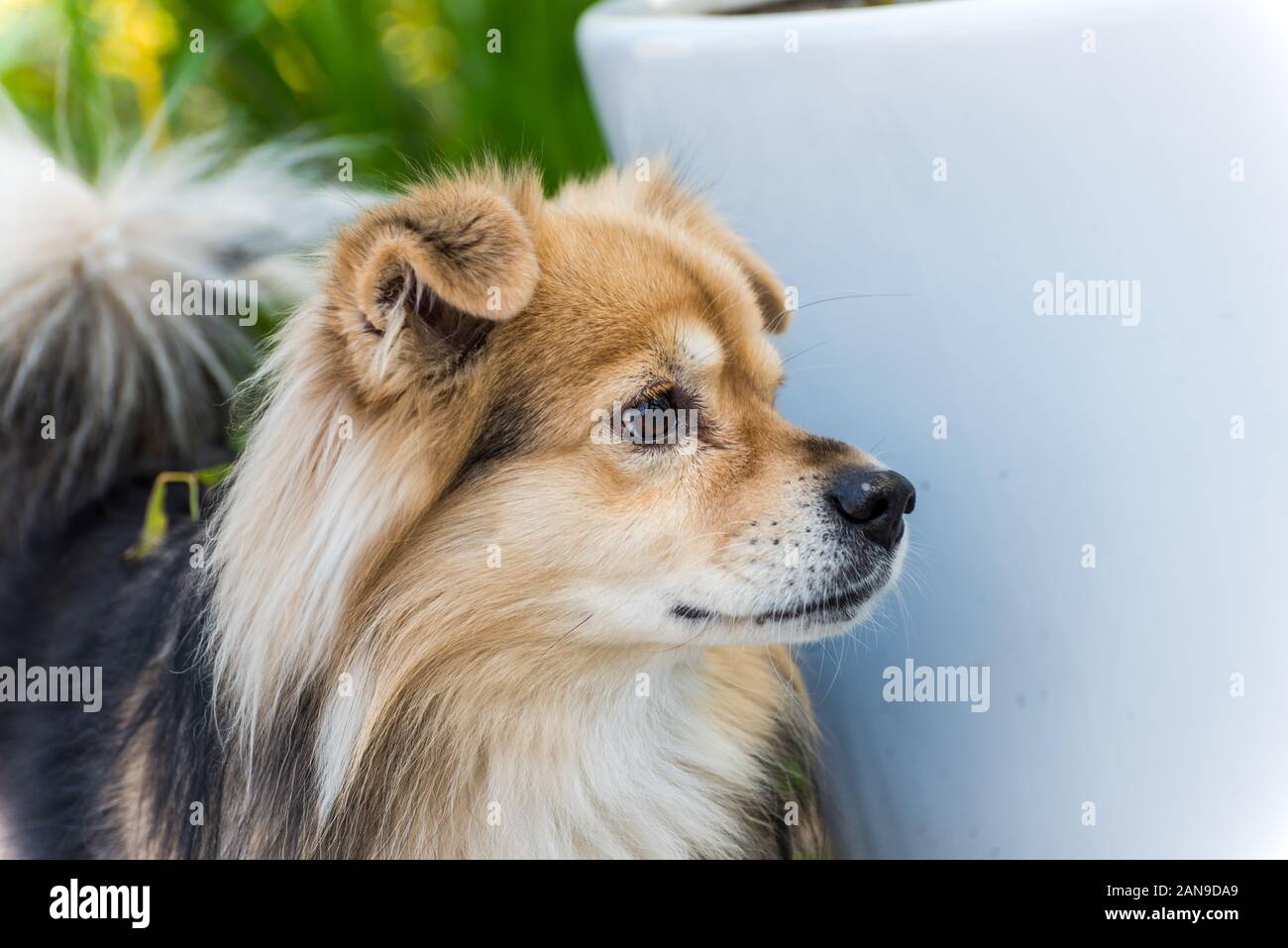 Close-up di un tibetano Spanie giovane biondo Spanie tibetano Foto Stock