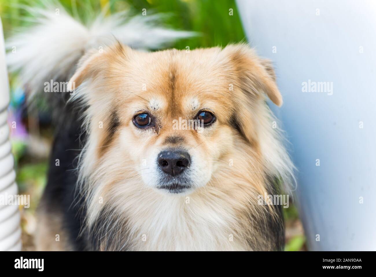 Close-up di un tibetano Spanie giovane biondo Spanie tibetano Foto Stock
