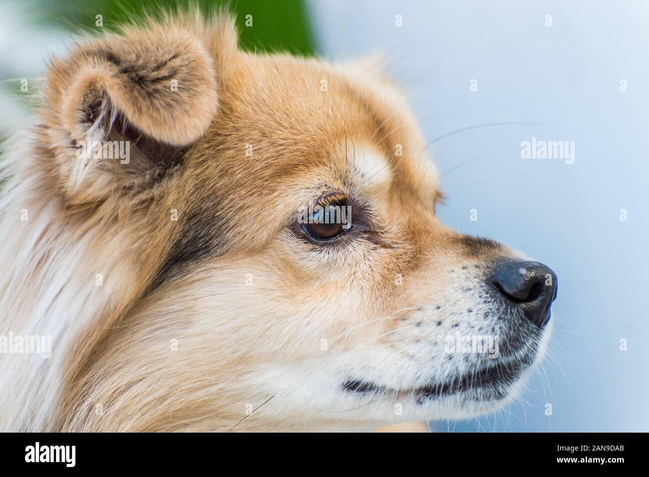 Close-up di un tibetano Spanie giovane biondo Spanie tibetano Foto Stock