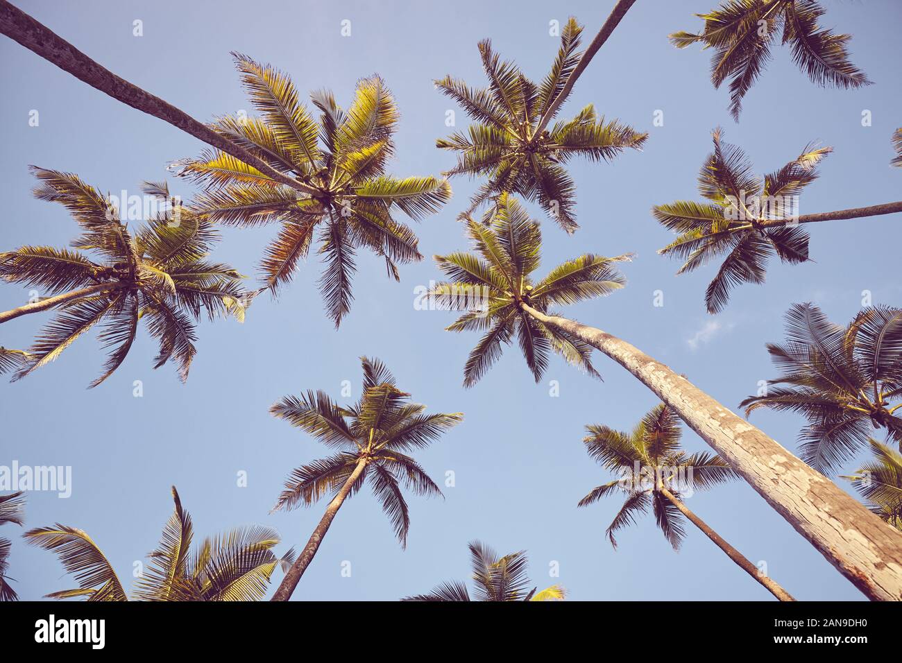 Guardando il palme di cocco contro il cielo blu, tonificazione del colore applicato. Foto Stock