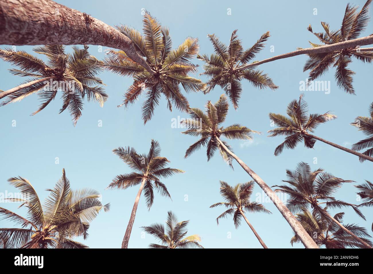 Guardando il palme di cocco contro il cielo blu, tonificazione del colore applicato. Foto Stock