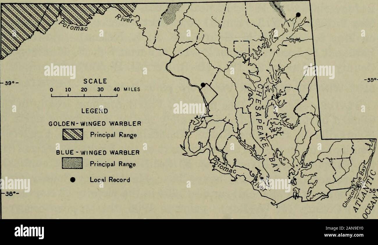 North American fauna . S. e M. Stauffer) ; 6 su WarriorMountain, Allegany County, il 28 aprile 1907 (F. C. Kirkwood) ;6 lungo il fiume Pocomoke nella contea di Worcester su Aprile 21,1948; 6 al Rifugio Patuxent il 10 maggio 1950. Caduta: 9 a PatuxentRefuge su agosto 21, 1953; 5 in Dulaney Valley, BaltimoreCounty, il 13 agosto 1899 (F. C. Kirkwood). GOLDEN-winged trillo Vermivora chrysoptera (Linnaeus) Stato.-allevamento (vedere fig. 50) : abbastanza comune nell'alle-gheny sezione di montagna e nella parte occidentale della cresta andValley sezione (Allegany County) ; insolito in western wash-ington County (WES Foto Stock