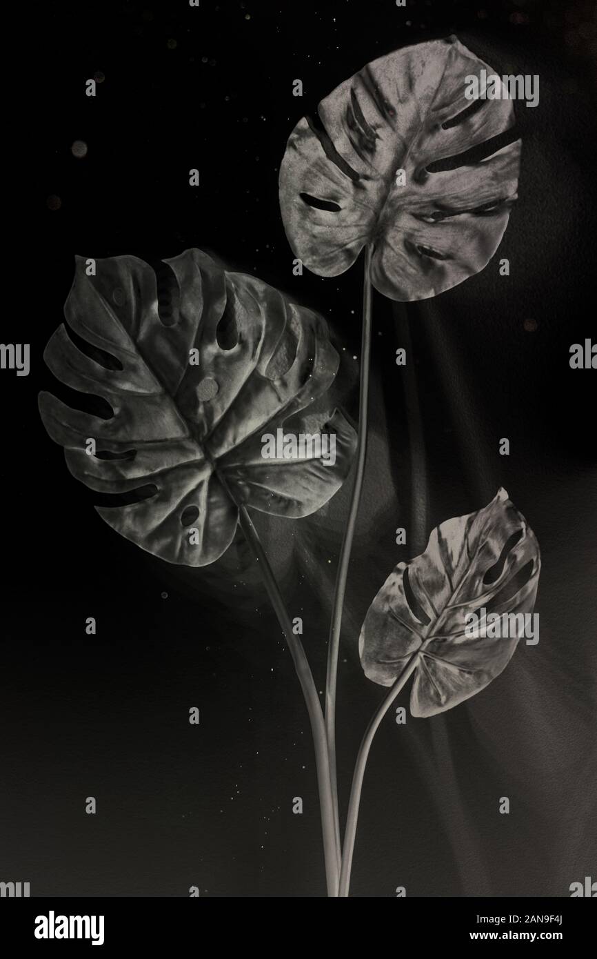 Foglie di monstera con ombra nei colori bianco e nero Foto Stock