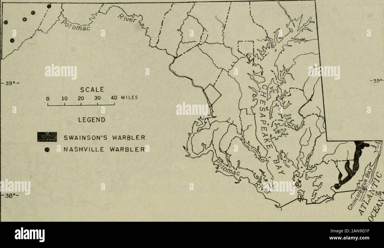 North American fauna . County, il 25 aprile 1948 (R. E. Lawrence). Caduta: 15lungo il fiume Pocomoke il 10 settembre 1950; 12 vicino CabinJohn, Montgomery County, il 3 settembre 1947 (T. W. Don-nelly) . SWAINSONS TRILLO Limnothlypis swainsonii (Audubon) Stato.-allevamento (vedere fig. 48) : raro nel swampalong Pocomoke il fiume e i suoi affluenti; raro in altri streamswamps nella contea di Worcester. Habitat.-fiume e lo streaming di paludi, essendo la maggior parte dei numerosi trovanella essiccatore porzioni con parzialmente aperta la tettoia e con spazzola denseunderstory composta di greenbrier, dolce, pepperbush ealtri arbusti (Mea Foto Stock