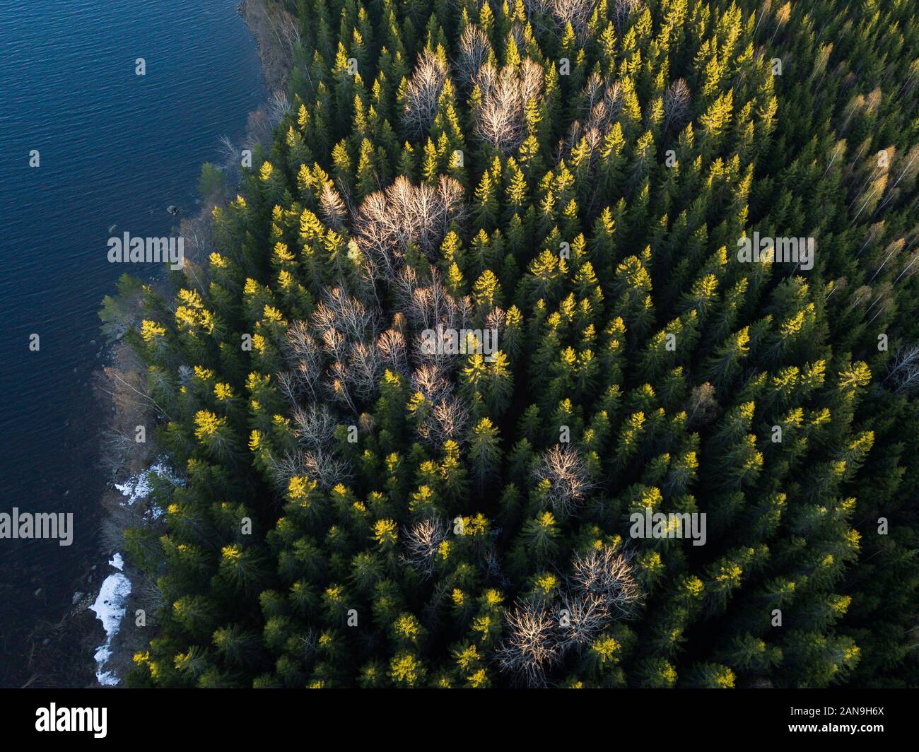 Antenna verticale vista della foresta di abete rosso con sfrondato aspen alberi in autunno. Foto Stock