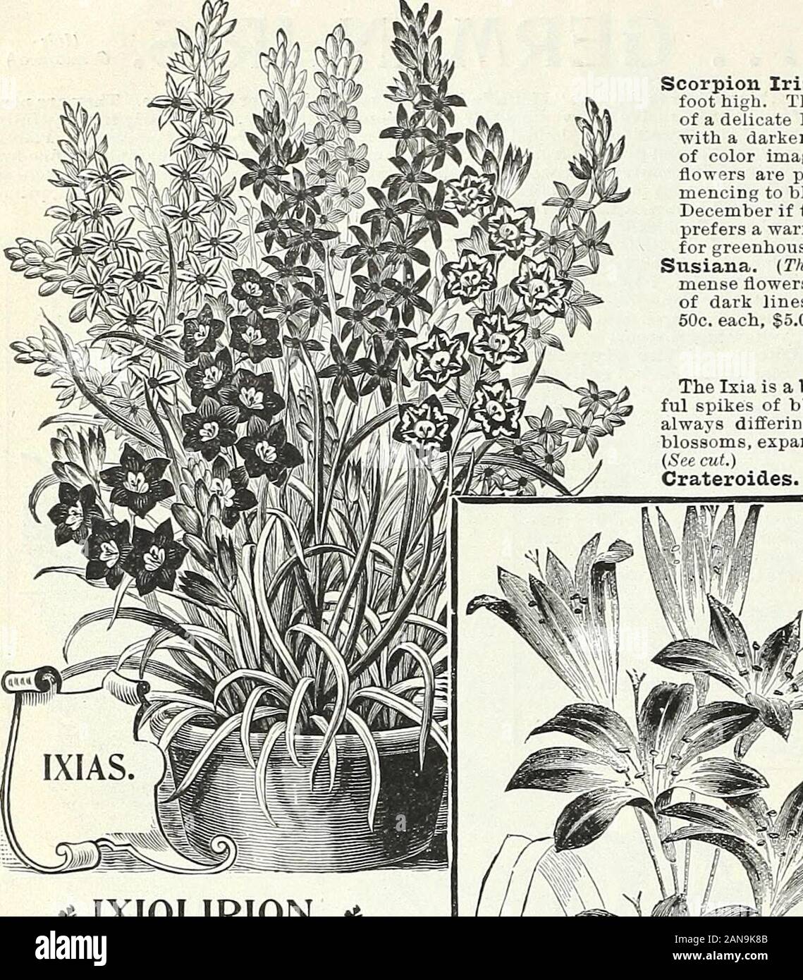 Lampadine, piante e sementi per la semina autunnale : 1897 . "bella.viola puro leggermente ombreggiata con blu e con una barba gialla, deli-ciously viola-profumato. Il giaggiolo radice del commercio è prodotta da questo impianto. 10c. ciascuna,$1.00 per doz.Iiorteti. Essa è considerata una delle più belle iridi nel mondo. Un nativo di Palestina.i fiori sono grandi come quelli del notevole I. Susiana e la colorazione è molto fine.Le cascate mostrano una cremosa di colore bianco o di massa, contrassegnato con piccole crimson-macchie viola, e in alcuni casi anche le vene, concentrato al centro in una buia, crimson-viola segnale. La s Foto Stock