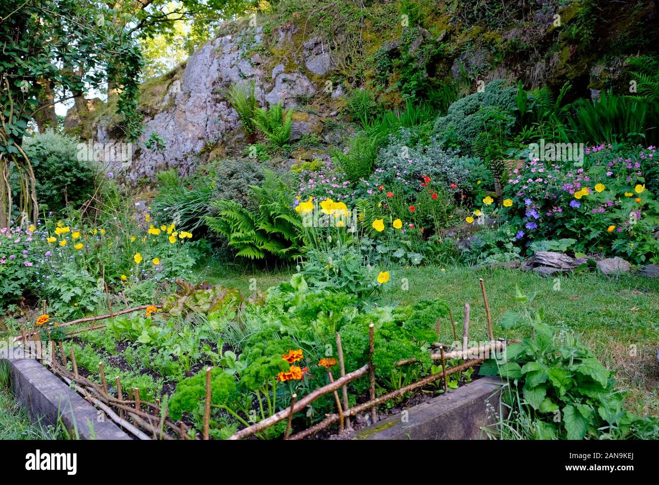 Vista del letto rialzato in piccolo giardino di campagna in crescita insalata foglie, prezzemolo, fiori e verdure nel maggio Carmarthenshire Galles UK KATHY DEWITT Foto Stock