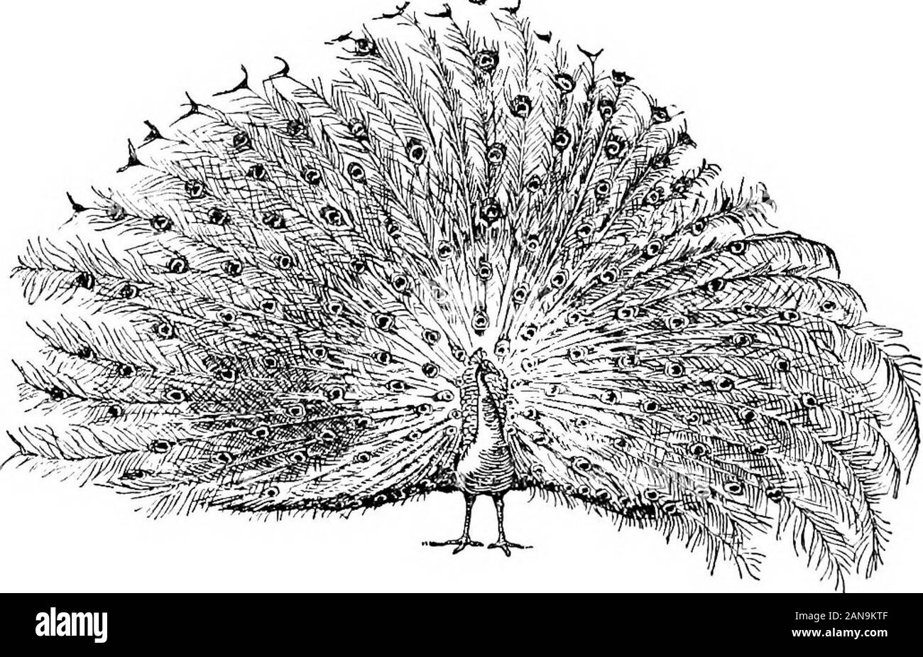 Il libro della natura miti . detto, io sono stato da solo in questo fielda lungo, ma avete roamedabout come volete. Non si cantano tome, e mi dica che cosa è accaduto in theworld? Si sarebbe contento di sentire musica storiesand se non avesse nulla a che fare ma watcha vacca, anche se essa era la mucca di una regina. Così il mercurio ha cantato e hanno raccontato storie. Someof le canzoni erano allegri e alcuni erano tristi.La sentinella chiuso un occhio, quindi anotherand un altro, ma ci sono state due occhi non thatwould vicino per tutte le canzoni tristi e tuttele allegri. Quindi il mercurio ha attirato fortha reed cava che aveva portato dal recinto riv Foto Stock