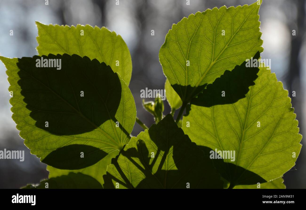 Ombre di un verde impianto indoor nel profondo il sole invernale Foto Stock