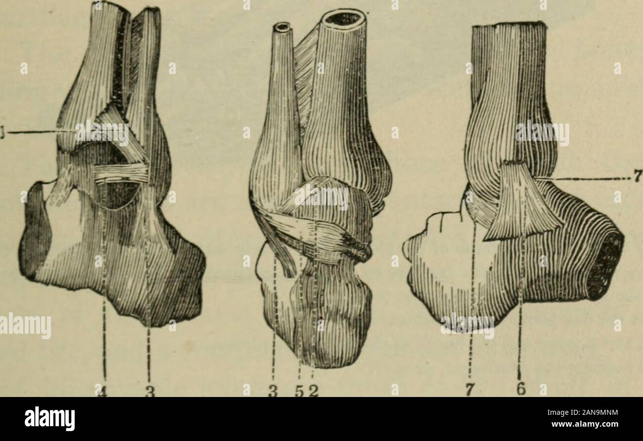Un Accademico fisiologia e igiene .. . Ies delcarrello gamba ossa uniti formano una mortasa, e in esso receiveone delle ossa della caviglia, formando così la caviglia-giunto. Legamenti forte qui di nuovo si legano il bonestogether. I movimenti di questo comune non sono così freeas quelli del polso. Il giunto è peculiarmente responsabile tosprains da ruvida svergolamenti intensificato dalla weightof il corpo. 9. Il piede contiene diciannove le ossa, vale a dire cinque meta-tarsale ossa (Gr. meta, al di là; e tarso, caviglia) o il sistema osseo. 33 Le ossa del collo del piede e le quattordici falangi nelle dita del piede. Le ossa del collo del piede Foto Stock