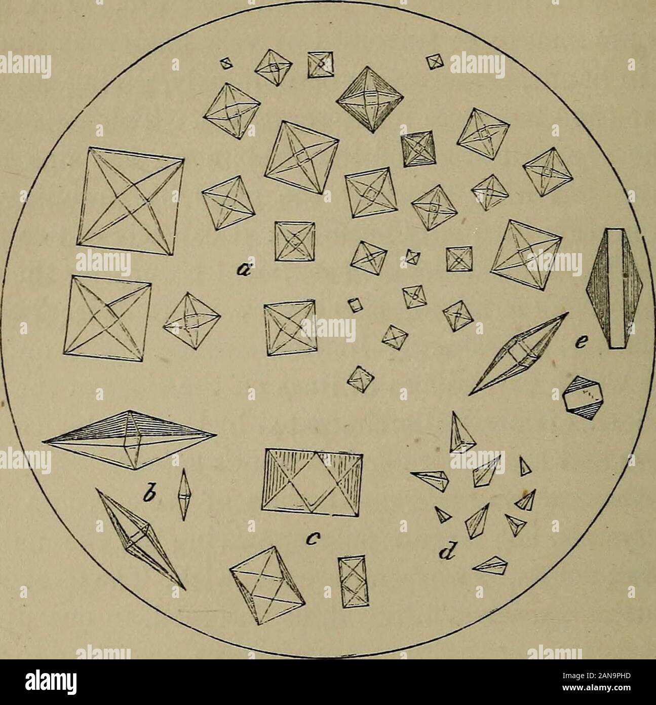 Una pratica Treatise on urinario e malattie renali : Inclusi i depositi delle vie urinarie . {B c). A volte la metà-cristalli areseen-quattro facciate piramidi a base quadrata (d) ; e alcune volte di tali due piramidi, invece di essere uniti dalla loro forma basesto l'ottaedro ordinario, sono separati da un prisma shortsquare (0). La seconda forma di ossalato di calce è quelladi Dumb-bells e minuto ovoidi e circoli (Fig. 13). Thedifferent le apparenze sono prodotte dai diversi posturesassumed dagli oggetti ; e come essi roll over nel campo del microscopio la dumb-bell è visto per cambiare un ovoide orcircle Foto Stock