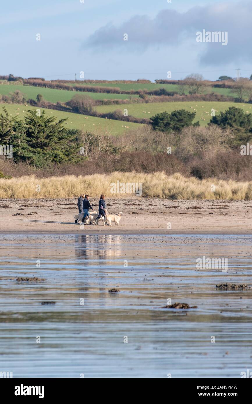 Tre proprietari di camminatori cane che camminano i loro animali domestici sulla spiaggia di Par, metà-Cornovaglia sul sole di Springtime. Il cielo blu si riflette nell'acqua che baglia la marea in uscita Foto Stock