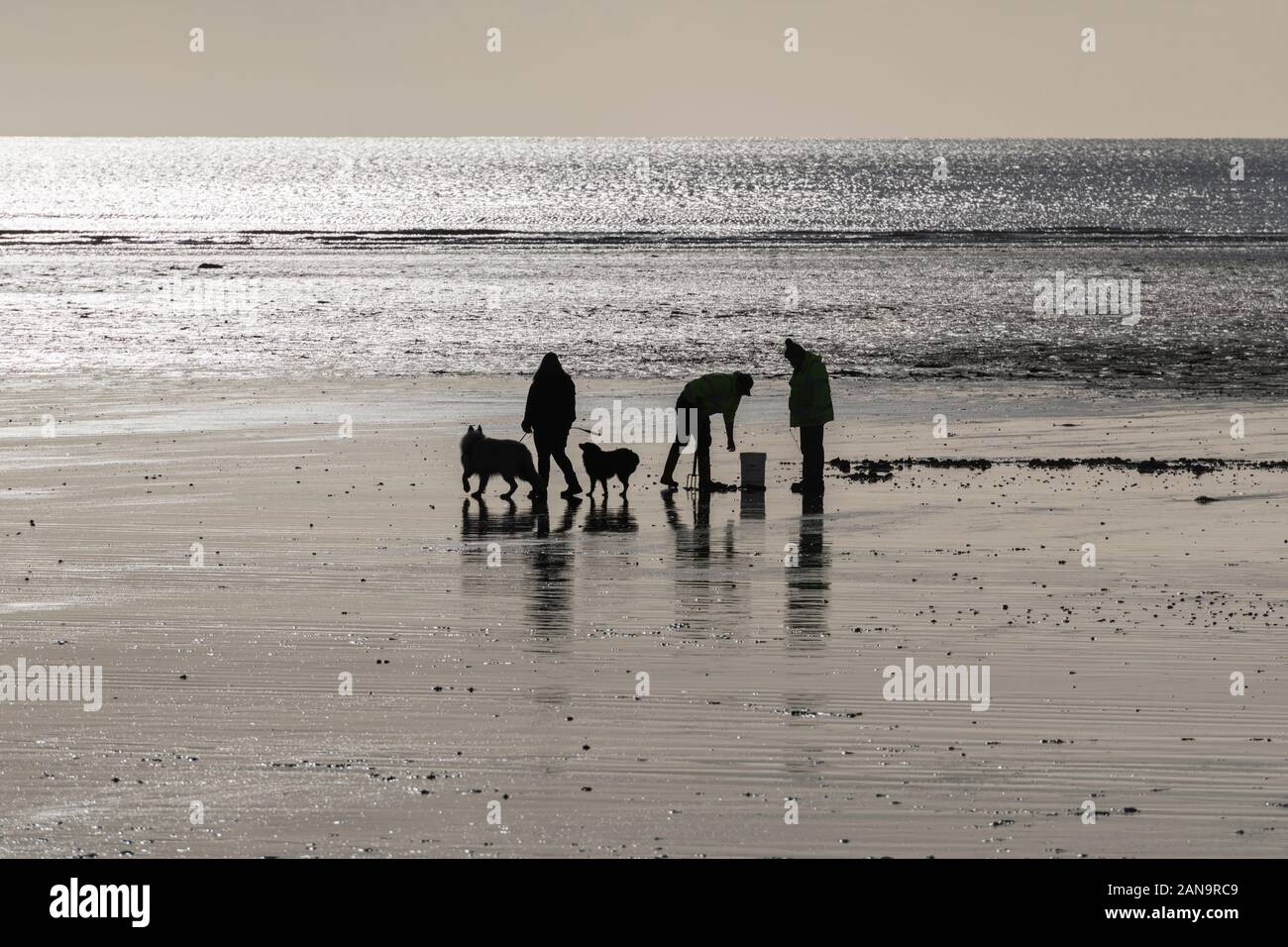 Silhouette di cane escursionisti proprietari camminando i loro due cani sulla spiaggia di Par, Cornovaglia, UK + uomo scavando per pesca esca in sabbia [? Lugworm]. Marea in uscita. Foto Stock