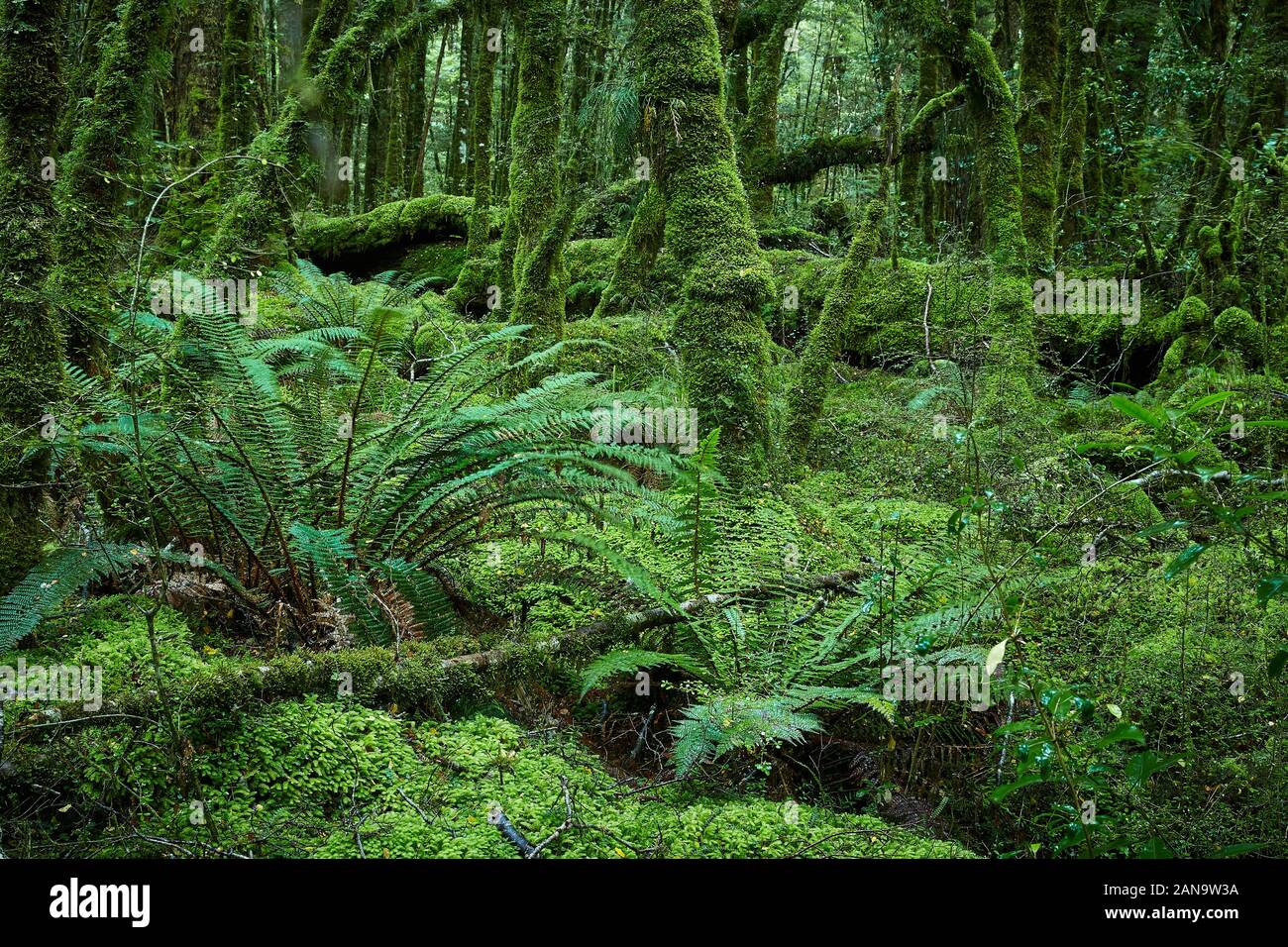 Alberi ricoperti di muschio e lussureggiante crescita di felci nella foresta pluviale temperata umida al Lago Gunn Nature Walk in Fjordland Nuova Zelanda Foto Stock