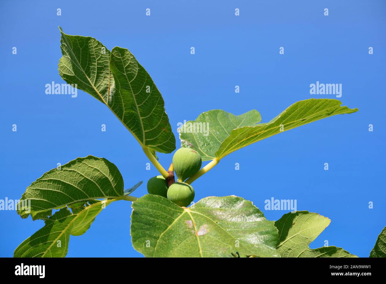 Verde, quasi fichi maturi su un ramo con grosse foglie contro il cielo azzurro Foto Stock
