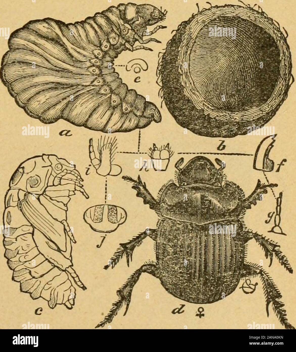 Un preliminare introduzione allo studio della entomologyTogether con un capitolo sui mezzi di ricorso, o i metodi che possono essere utilizzati nella lotta contro gli insetti dannosi; l'insetto nemici del melo e i suoi frutti e gli insetti nemici di piccoli grani . n la bocca come un coperchio di forma ovale. Una delle foglie-alimentazione di specie (PeZ-idnota punctata), e anche una forma coprophagous sono mostrati qui di seguito.L'ex è rappresentato byFig. 126, mentre quest'ultimo{Copris Carolina) è mostrato a127. Quest'ultimo isknown insetto popolarmente come un tum-BLE-bug a causa della sua habitof formando agglomerati in forma di pellets di dungin che depone le uova andafterwards r Foto Stock