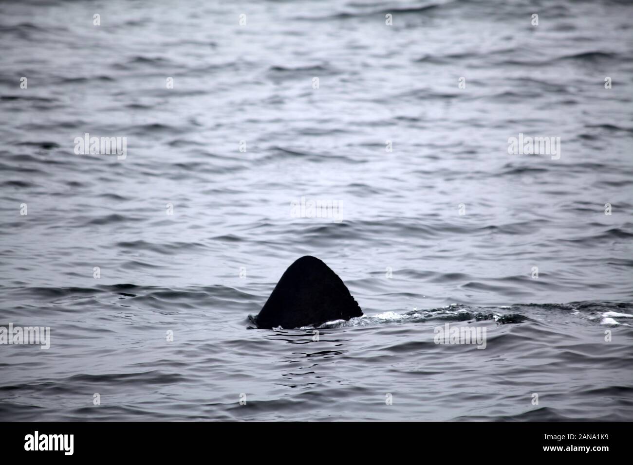 Pinna di squalo elefante nella Baia monetaria della California Foto Stock