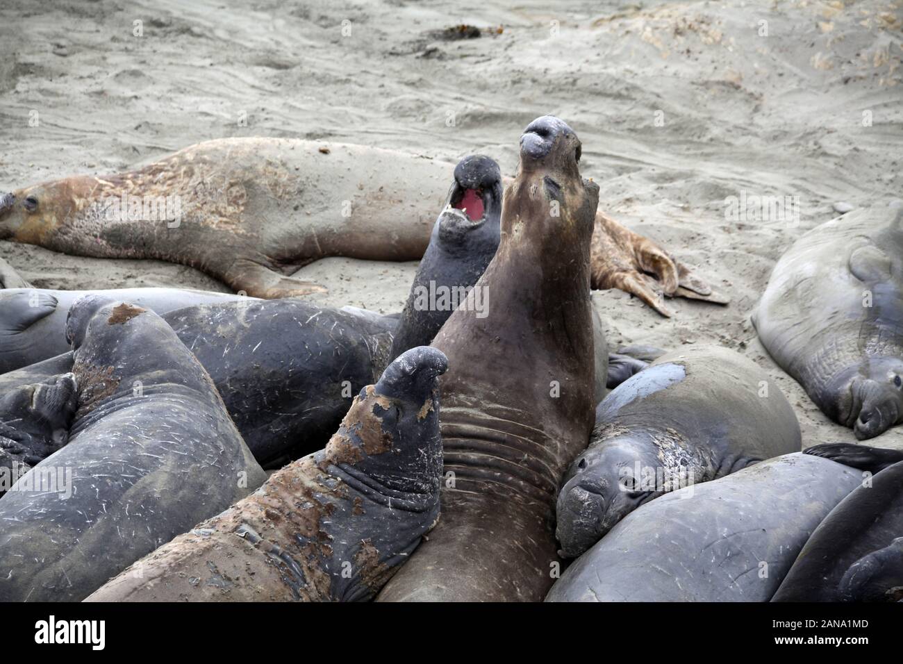 Le guarnizioni di tenuta di elefante in California Foto Stock