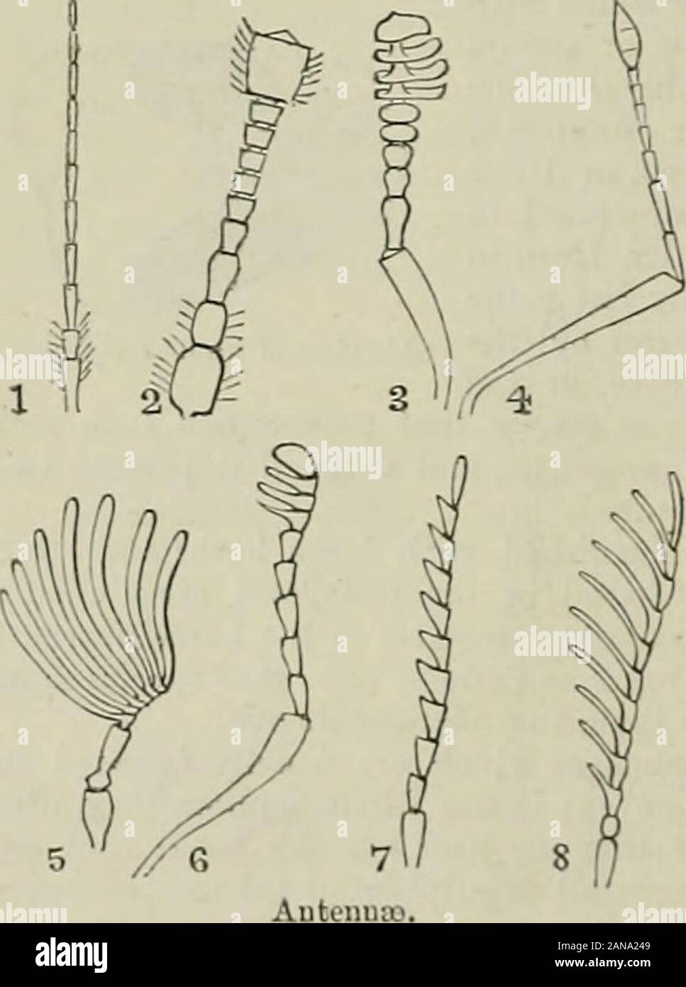 I coleotteri del British islandsA descrittivo per conto delle famiglie, generi e specie indigene in Gran Bretagna e in Irlanda, con note come per le località, habitat, etc . Questo è mostrato inLucanus, e più especiallyin MehAontha; il club di lu-canus è comparativamente piccola,ed è denominato ajissate club. 5. Monili/urm : questo è reallya forma transitoria trala filiforme ed clavate un-tennfe : i giunti dell'UN-tennas non difler insize notevolmente, ma separatamente sono arrotondati,e presente l'aspetto ofa stringa di perline (come in manyof il Chrjsomelidte). Ci sono molti altri modi-f Foto Stock