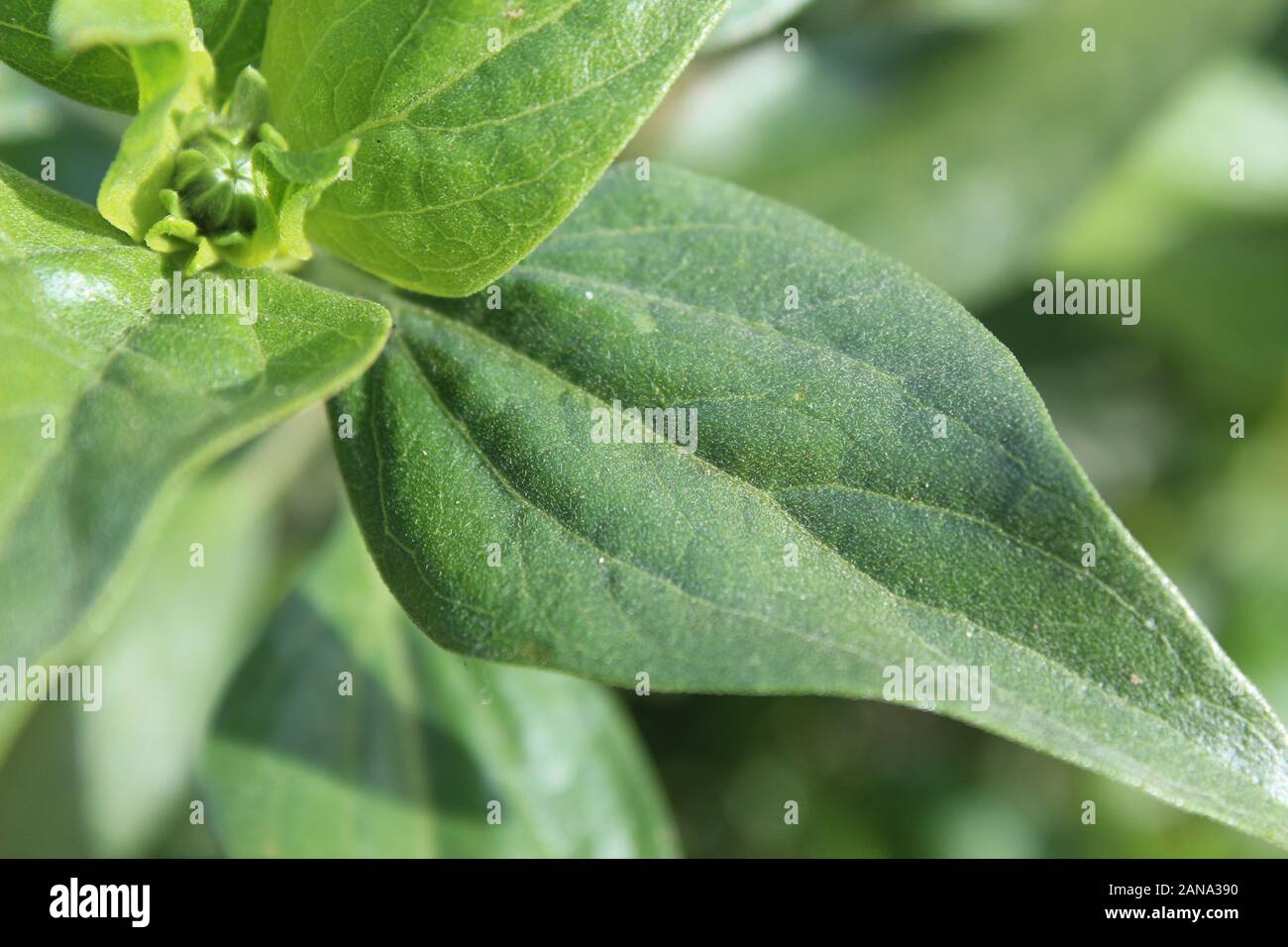 Competere in nativo fitocenosi acquitrini di acqua dolce Ballona Marsh è la California Brittlebush, Encelia Californica. Foto Stock