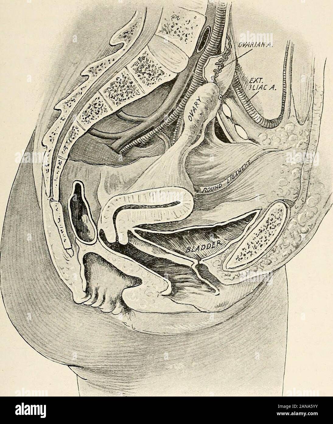Ginecologia per studenti e professionisti del settore . Fig. 1. Mesiale sezione sagittale attraverso il bacino di un AdultNullipara (Poirier). essi uniscono l'uno all'altro ; in posizioni in cui non il tessuto cellulare isfound, la separazione degli organi contigui è più difficile e morelikely ad essere frequentato da lesioni alle parti trattate. Dietro l'utero si trova un grande spazio peritoneale che in Fig. 1è stato cancellato del suo contenuto-omento, piccolo intestino, pelvico e il peritoneo pelvico e il tessuto cellulare 5 colon. Questo spazio si estende indietro verso la superficie anteriore di thesacrum ed è in relazione inferiorl Foto Stock